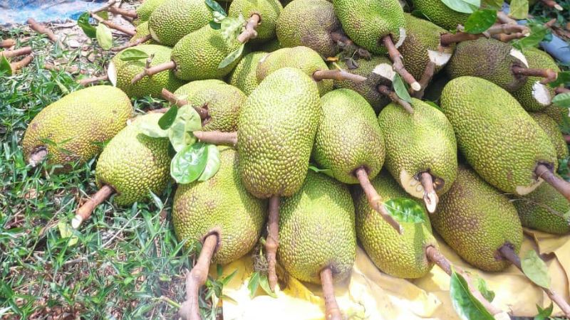 Giá mít ở mức cao, thuận lợi cho việc mua bán