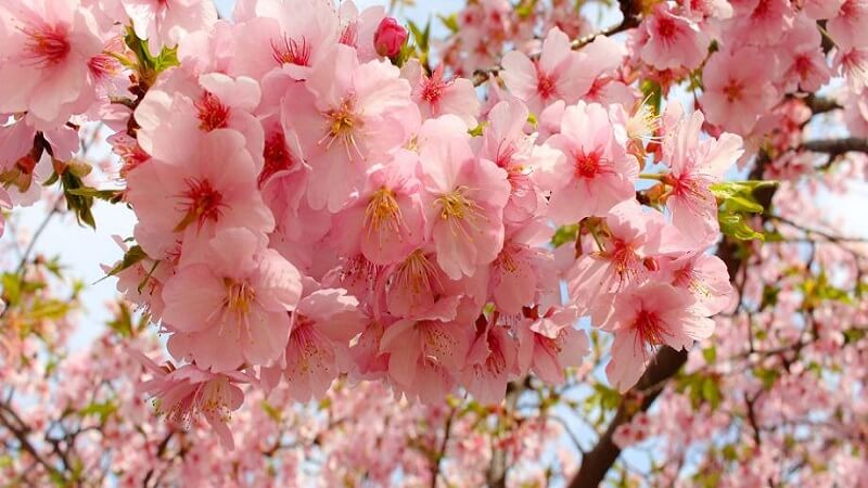Hoa anh đào Nhật Bản: Ý nghĩa, hình ảnh, cách trồng, chăm sóc tại nhà