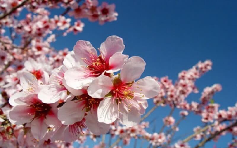 Hoa của cây anh đào có công dụng cải thiện nám da, tàn nhang và ngăn ngừa lão hoá.
