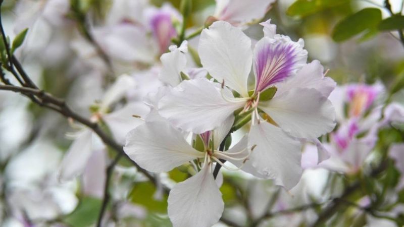 Origin and meaning of white Bauhinia flower