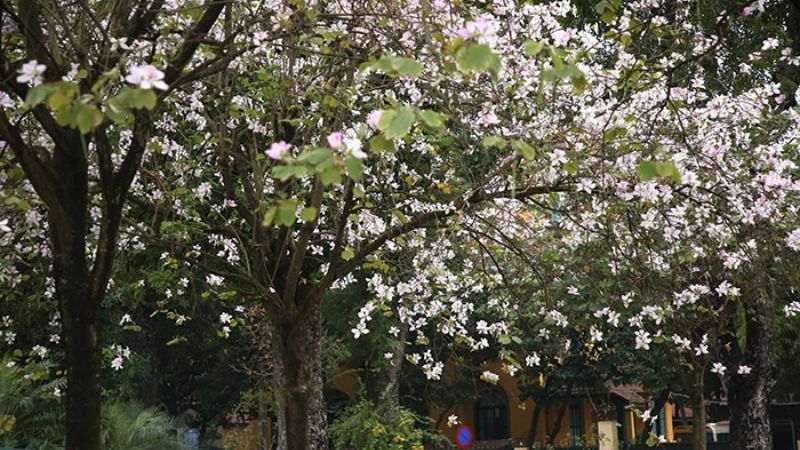 How to care for white Bauhinia flowers
