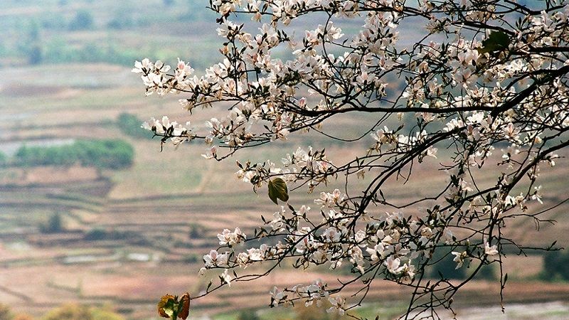 White Bauhinia flowers blooming beautifully in spring