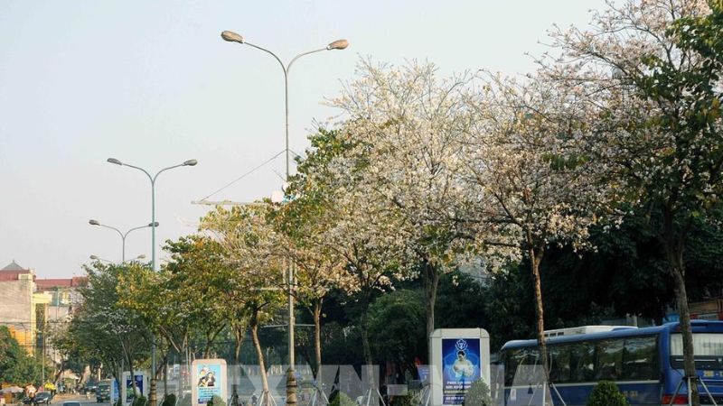 Romantic street with white Bauhinia flowers