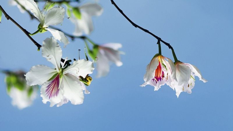 Admire the enchanting beauty of white Bauhinia flowers