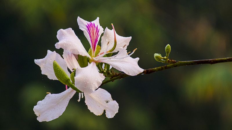 White Bauhinia flowers in the morning
