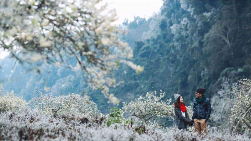 White Bauhinia flowers symbolize love