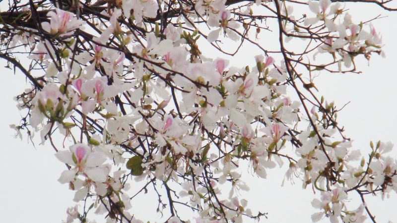 Pure white branches of Bauhinia flowers