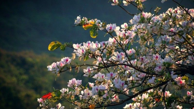 White Bauhinia flowers bring intoxicating beauty