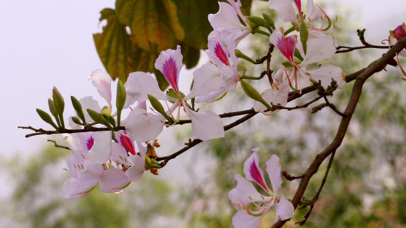 White Bauhinia flowers gradually change color