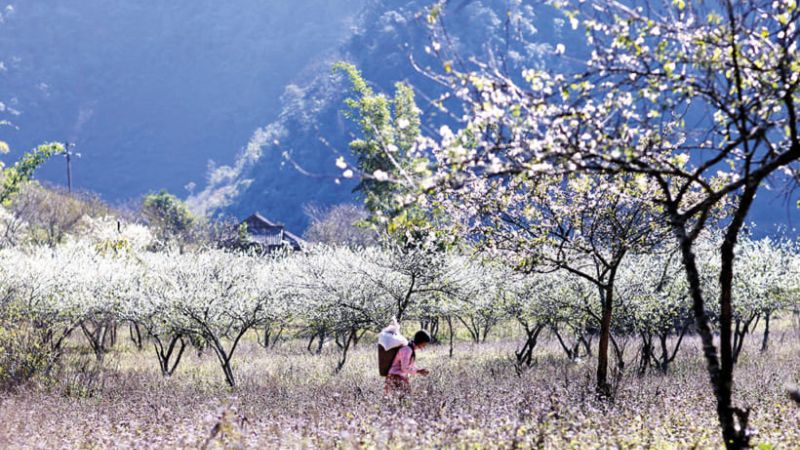 Overwhelmed by the white Bauhinia forest