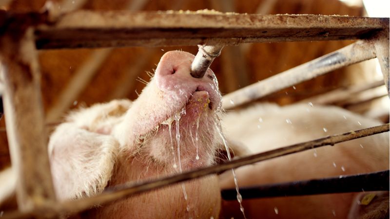 Giá heo hơi hôm nay 22/2 tại miền Trung, Tây Nguyên