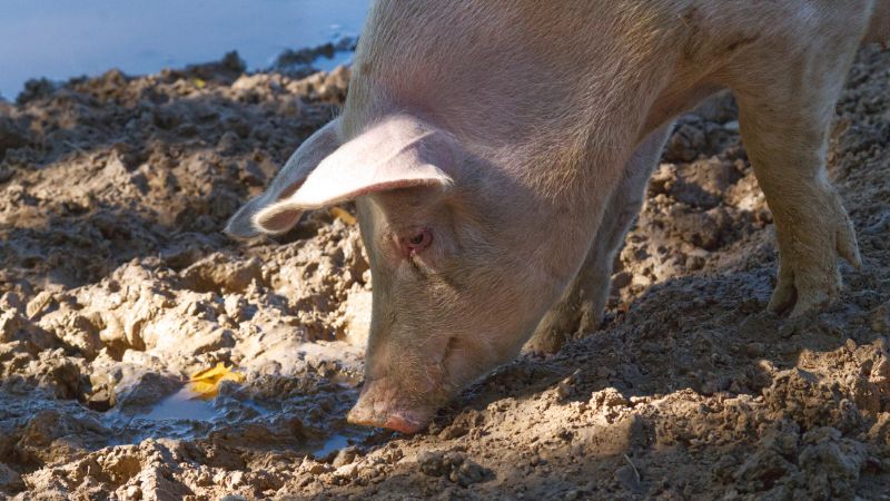 Giá heo hơi hôm nay 22/2 tại miền Nam