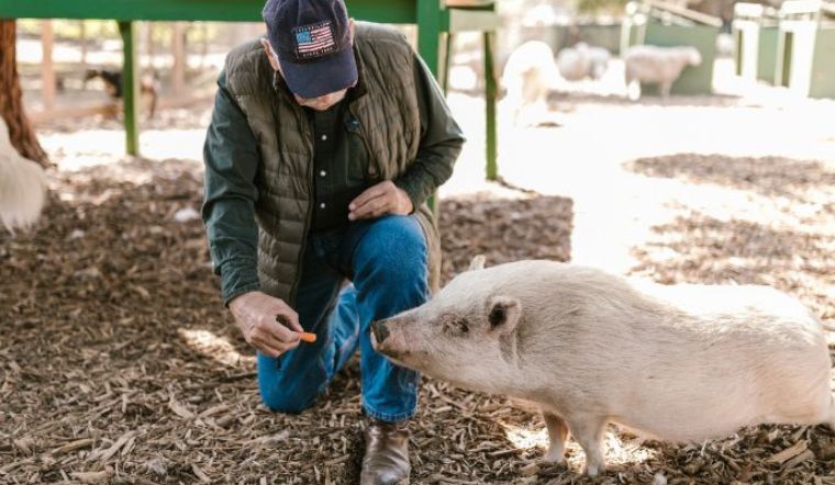 Giá heo hơi hôm nay 22/2/2023: Không ghi nhận biến động mới