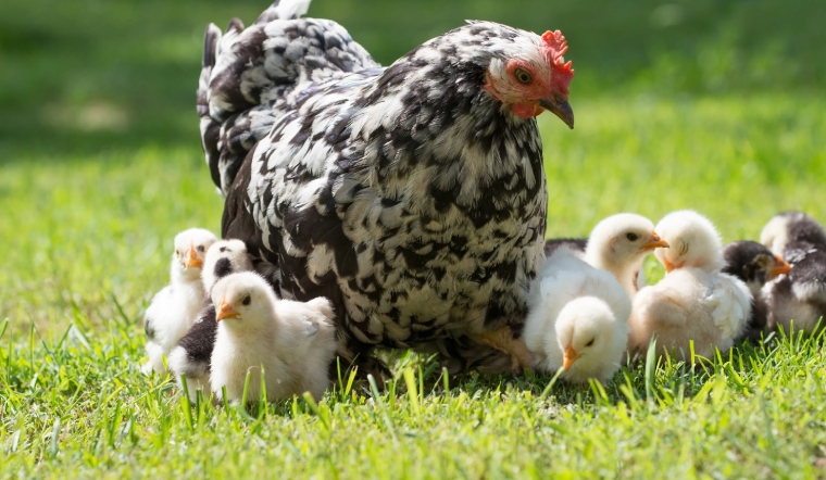 Giá gia cầm hôm nay 22/02/2023: Giá vịt miền Nam tăng nhẹ