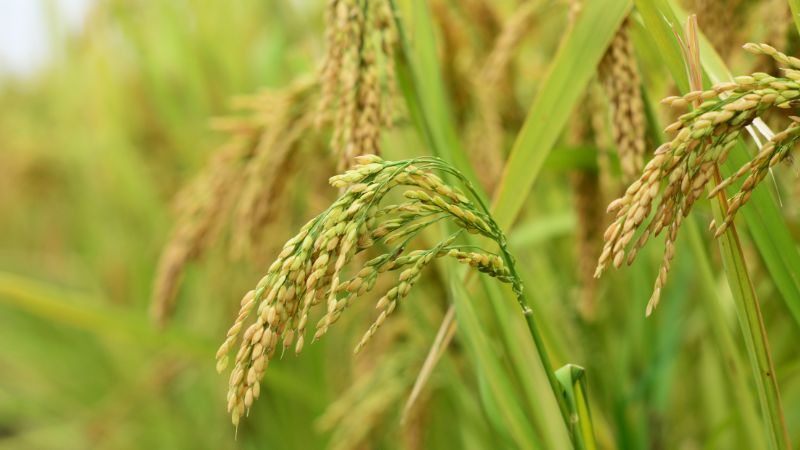 Giá lúa hôm nay 22/02