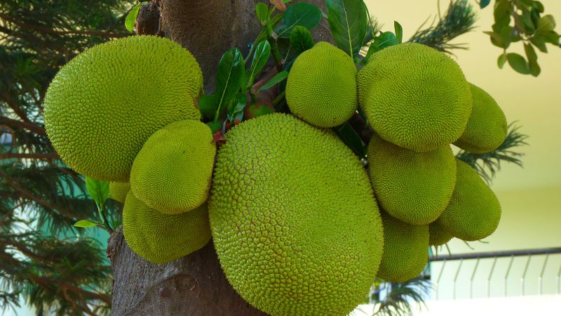 Giá mít Thái hôm nay 22/02/2023