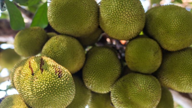 Giá mít ở mức cao, thuận lợi cho việc mua bán