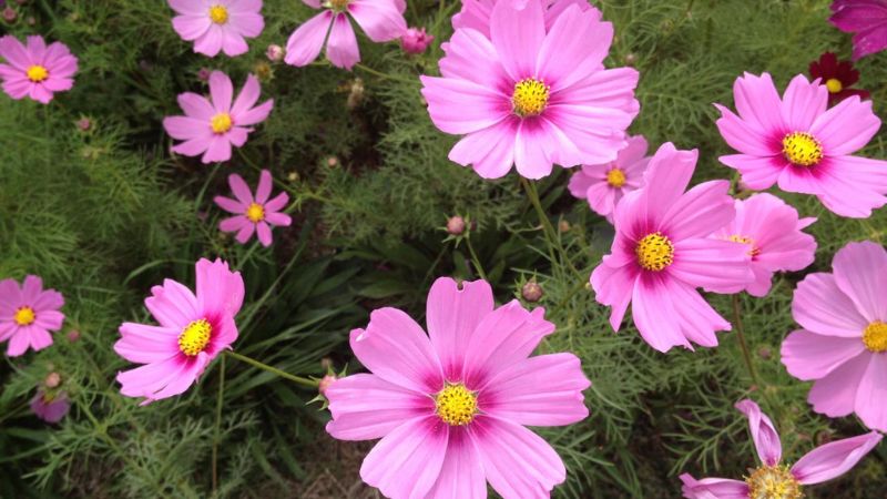 Characteristics and classification of cosmos bipinnatus