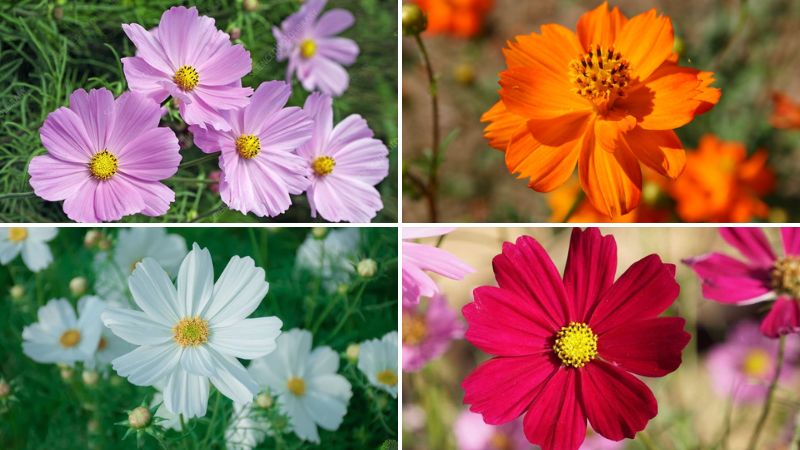 Cosmos bipinnatus stands out with a variety of colors