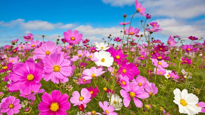 How to plant cosmos bipinnatus at home