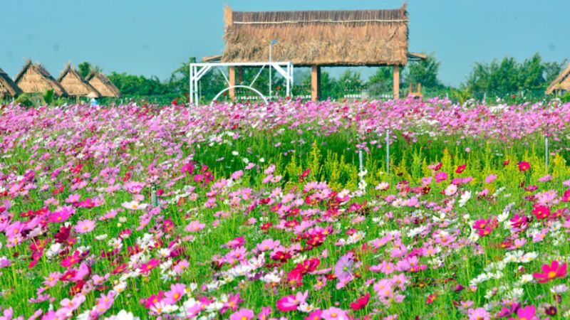 How to care for cosmos bipinnatus