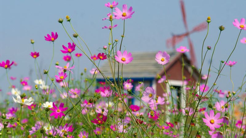 Fertilizing helps enhance the growth of the plant