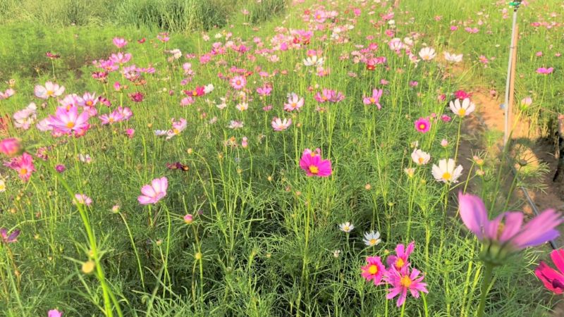 Notes when planting and caring for cosmos bipinnatus