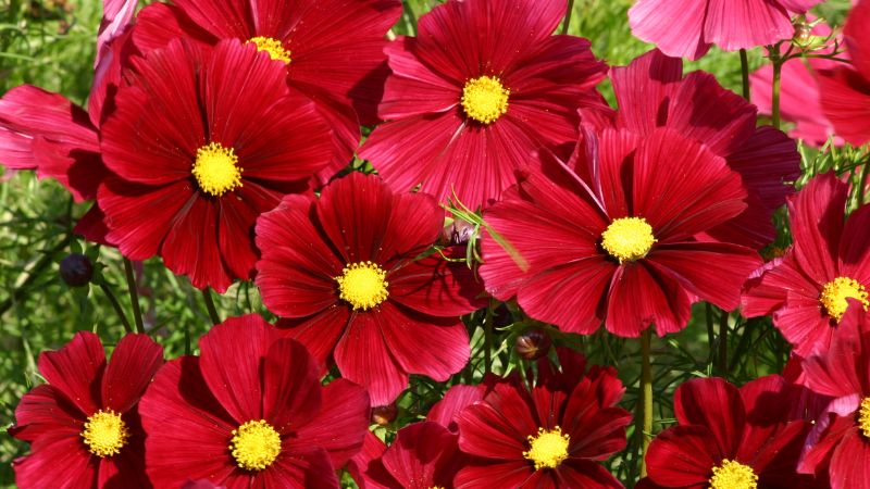 Vibrant red cosmos bipinnatus flowers