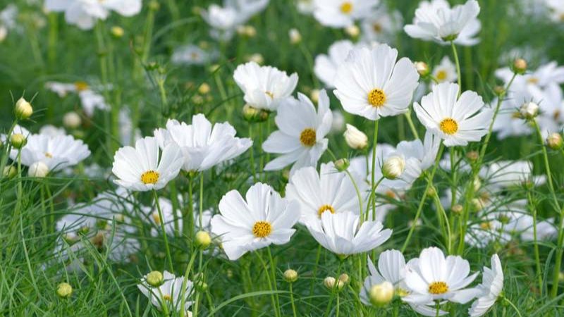 Pure white cosmos bipinnatus flowers