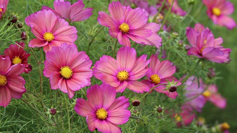 Gentle pink cosmos bipinnatus flowers