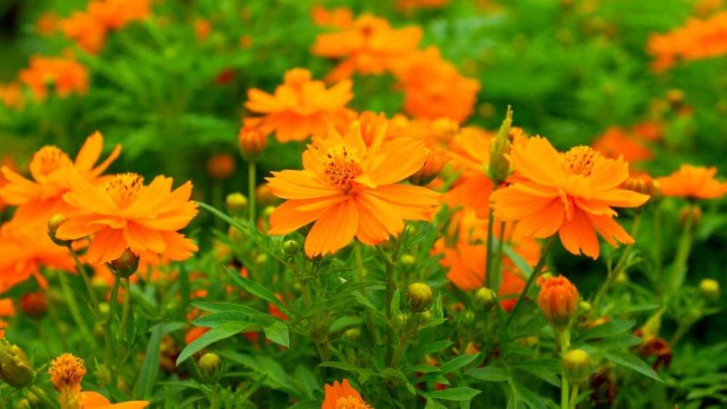 Striking orange cosmos bipinnatus flowers