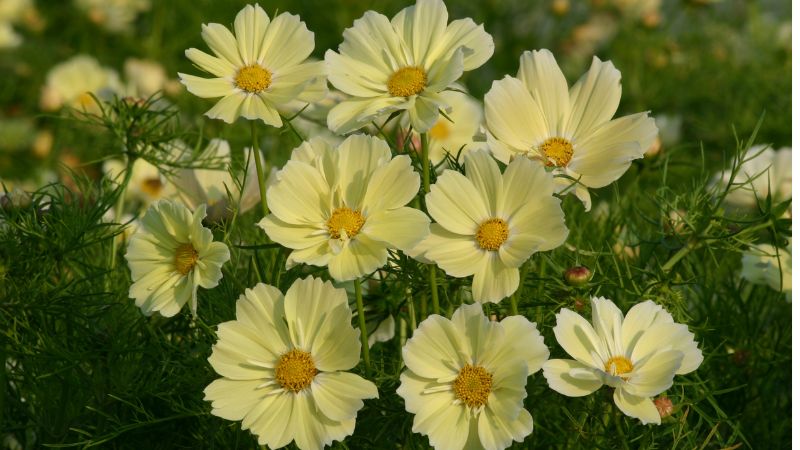 Warm and gentle yellow cosmos bipinnatus flowers