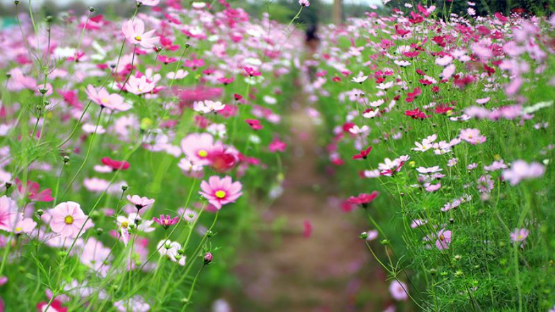 A path lined with cosmos bipinnatus flowers