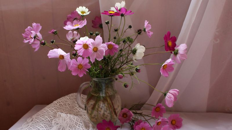 Elegant cosmos bipinnatus flower arrangement