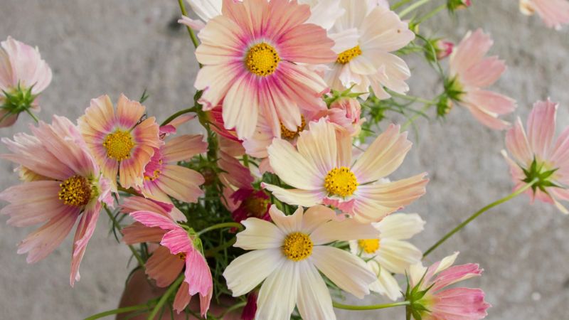 Unique color pattern of cosmos bipinnatus flowers