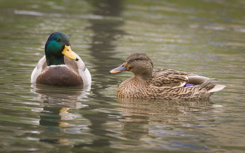 Giá vịt hôm nay ngày 23/02