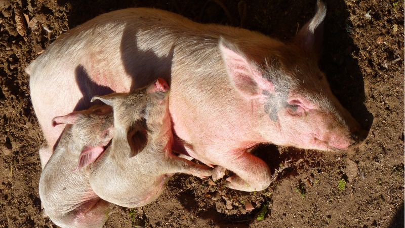 Giá heo hơi hôm nay 23/2 tại miền Trung, Tây Nguyên