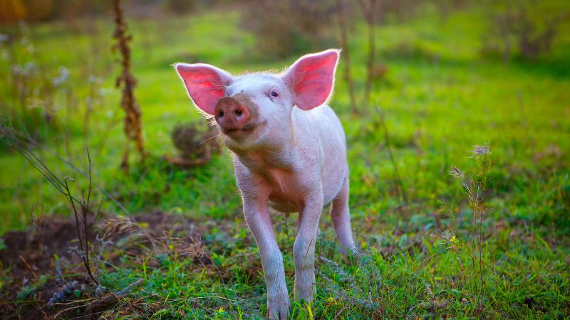  Giá heo hơi hôm nay 23/2 tại miền Nam