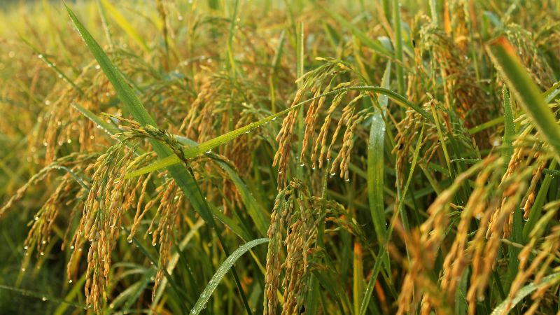 Giá lúa hôm nay 23/02