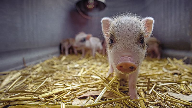 Giá heo hơi hôm nay 24/2 tại miền Trung, Tây Nguyên