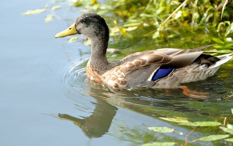 Giá vịt hôm nay ngày 24/02