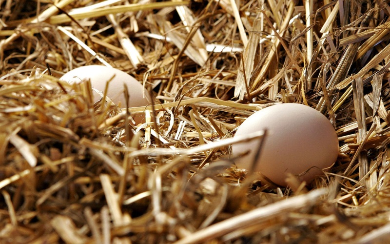 Giá trứng gà hôm nay ngày 24/02