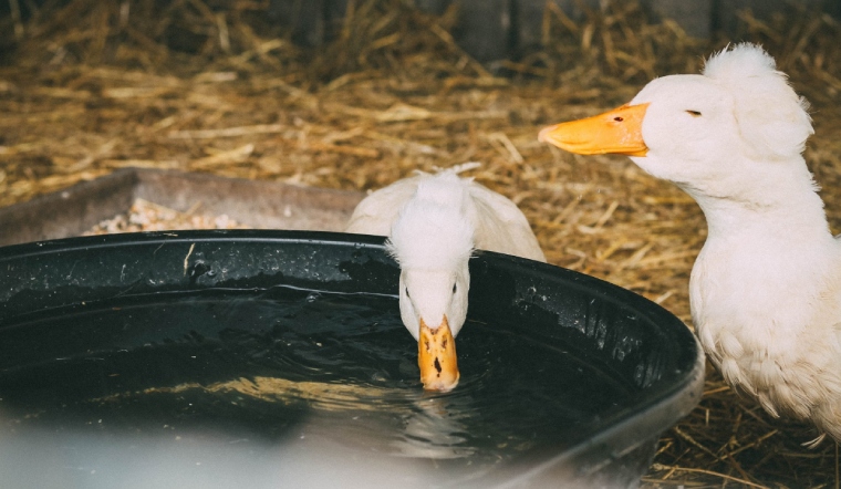 Giá gia cầm hôm nay 24/02/2023: Giá gà, vịt tại Đắk Lắk biến động nhẹ