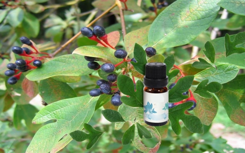 What is sage essential oil? Effects and notes when using sassafras ...