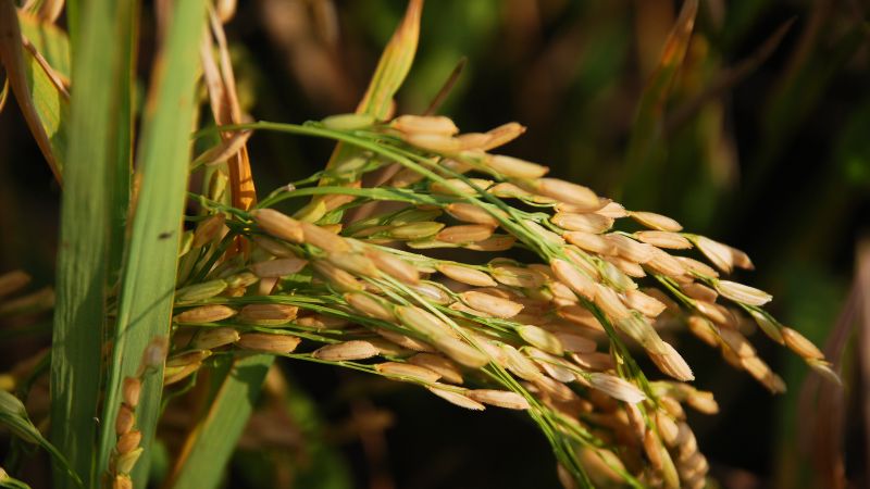 Giá lúa hôm nay 24/02