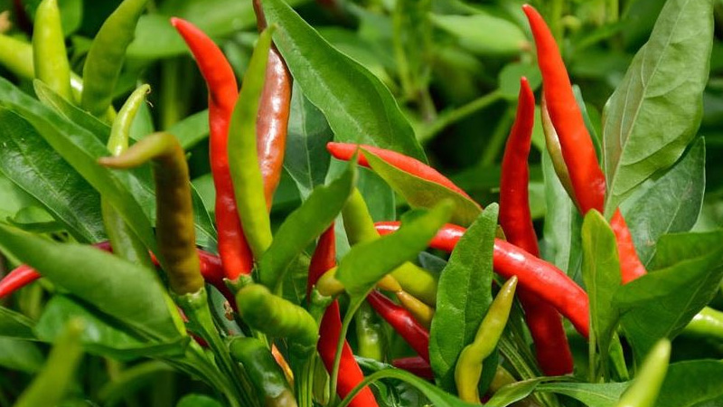 Giá ớt hôm nay 24/02/2023 mới nhất Giá ớt hôm nay 24/02/2023 mới nhất