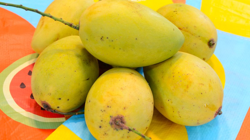 Characteristics, flavor of Cát Chu mango