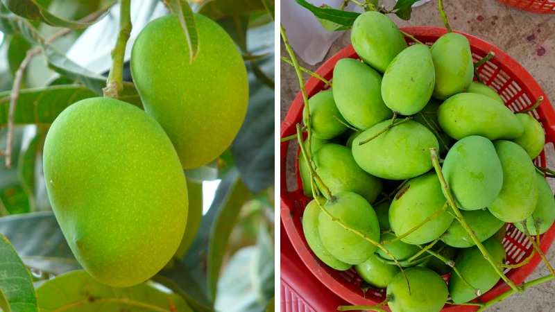 Tips for choosing ripe mangoes