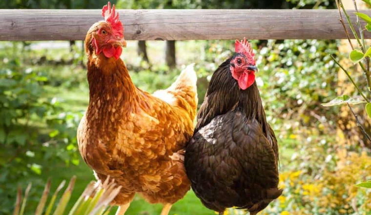 Giá gia cầm hôm nay 25/02/2023: Gà Minh Dư tại Phú Thọ giảm 5.000 VNĐ/kg