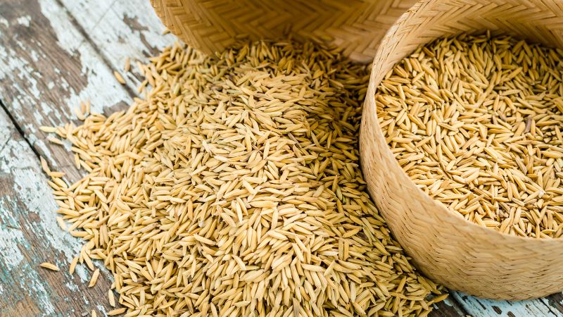 Giá lúa hôm nay 25/02